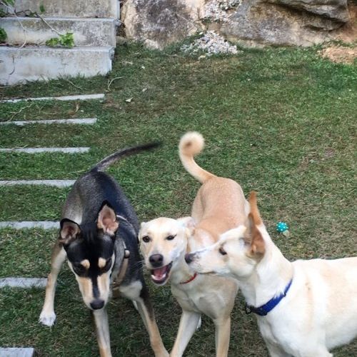 RECONOCIMIENTOS ANIMALES PELIGROSOS
