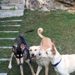 RECONOCIMIENTOS ANIMALES PELIGROSOS