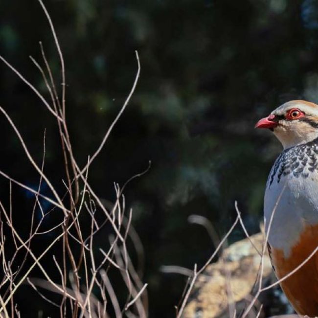 Psicotécnicos para permisos de armas