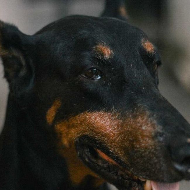 Reconocimientos para tenencia de animales peligrosos